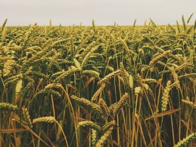 пԺаl͡{rˎrˎʹЧõԽʽ