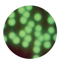 093110_934624_gsdt.png image.png